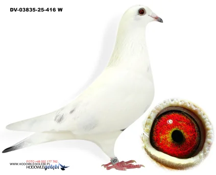 Klaus Schmelzer DV-03835-25-416