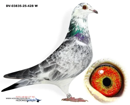 Klaus Schmelzer DV-03835-25-428