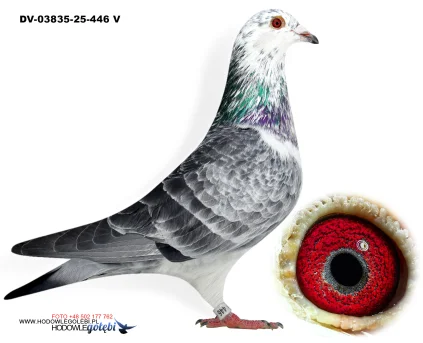 Klaus Schmelzer DV-03835-25-446