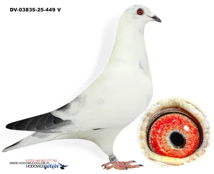 Klaus Schmelzer DV-03835-25-449