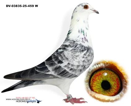 Klaus Schmelzer DV-03835-25-459