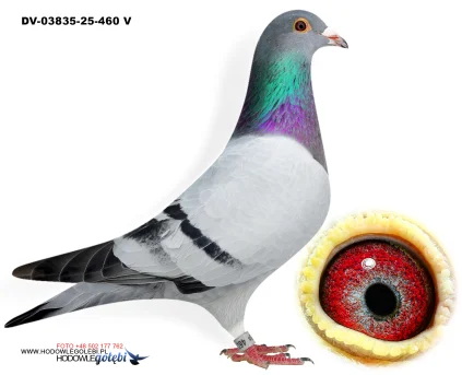 Klaus Schmelzer DV-03835-25-460