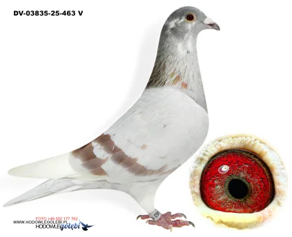 Klaus Schmelzer DV-03835-25-463