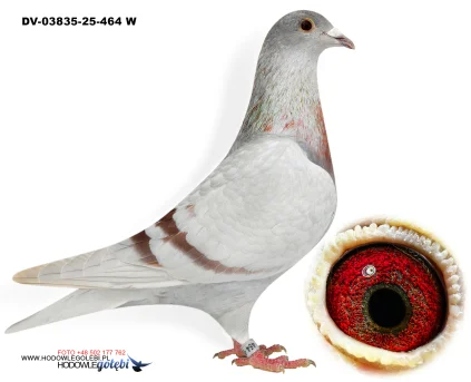 Klaus Schmelzer DV-03835-25-464