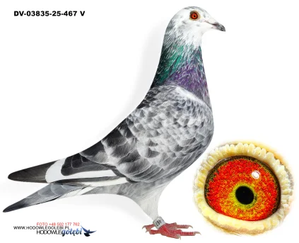 Klaus Schmelzer DV-03835-25-467