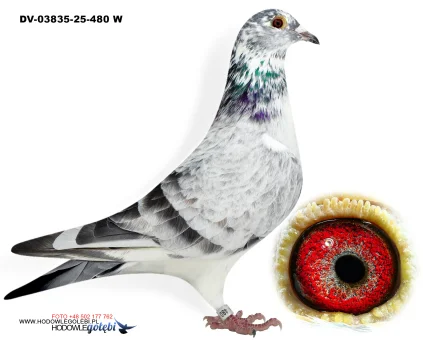 Klaus Schmelzer DV-03835-25-480