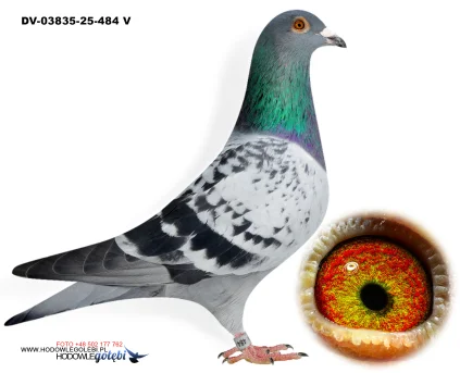 Klaus Schmelzer DV-03835-25-484