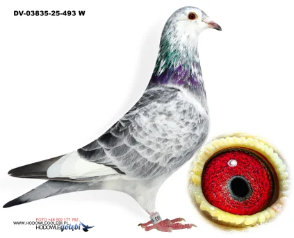 Klaus Schmelzer DV-03835-25-493