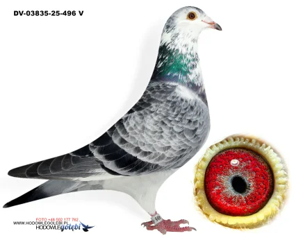 Klaus Schmelzer DV-03835-25-496