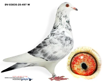 Klaus Schmelzer DV-03835-25-497