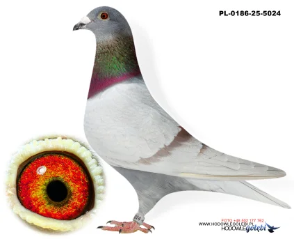 Janusz Glanc PL-0186-25-5024