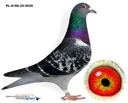 Janusz Glanc PL-0186-25-5029