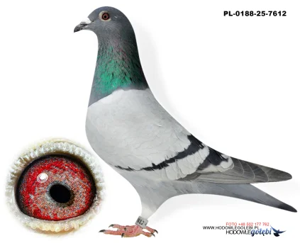 Janusz Glanc PL-0188-25-7612