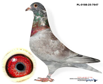 Janusz Glanc PL-0188-25-7647