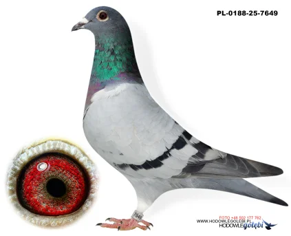 Janusz Glanc PL-0188-25-7649