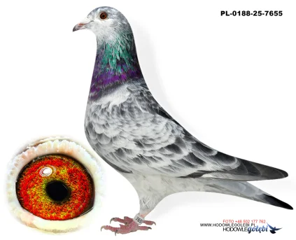 Janusz Glanc PL-0188-25-7655