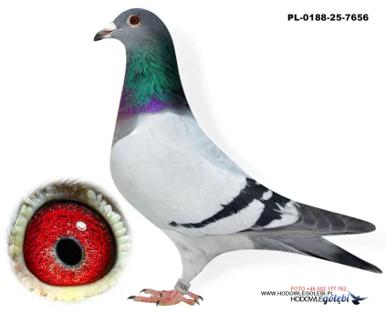 Janusz Glanc PL-0188-25-7656