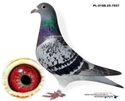 Janusz Glanc PL-0188-25-7657