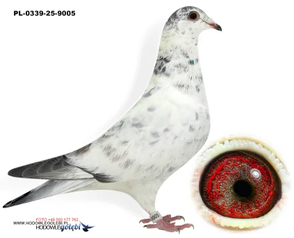 Janusz Glanc PL-0339-25-9005