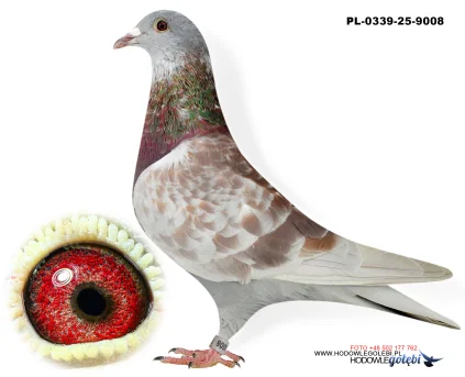 Janusz Glanc PL-0339-25-9008