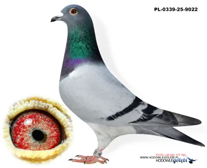 Janusz Glanc PL-0339-25-9022