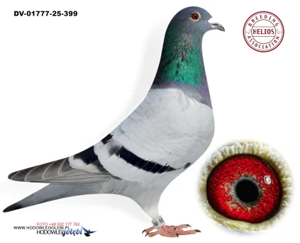 ZG HELIOS DV-01777-25-399