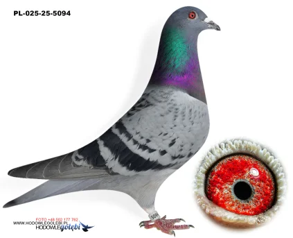 ROBERT MONICA PL-025-25-5094