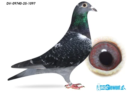 Team Knote Greinert DV-09740-25-1097