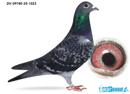 Team Knote Greinert DV-09740-25-1023