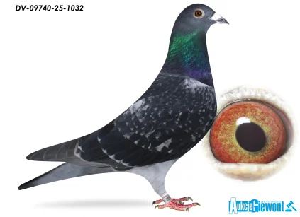 Team Knote Greinert DV-09740-25-1032