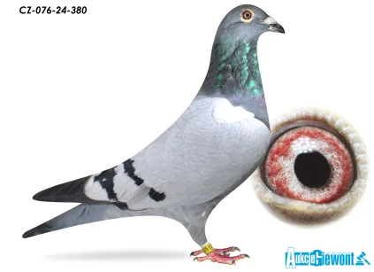 ACADEMY LOFT CZ-24-076-380