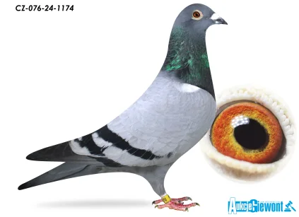 ACADEMY LOFT CZ-076-24-1174