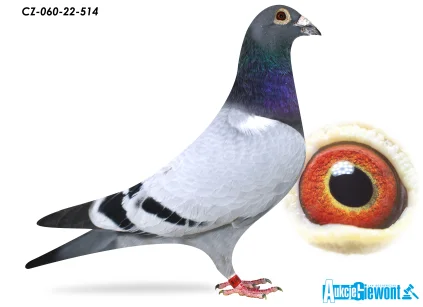 ACADEMY LOFT CZ-060-22-514