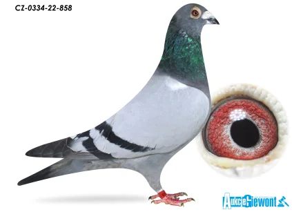 ACADEMY LOFT CZ-0334-22-858