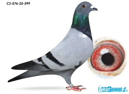 ACADEMY LOFT CZ-076-25-599