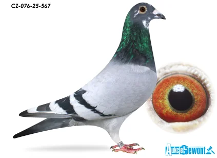 ACADEMY LOFT CZ-076-25-567