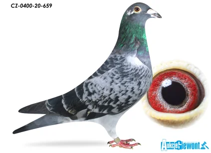 ACADEMY LOFT CZ-0400-020-659