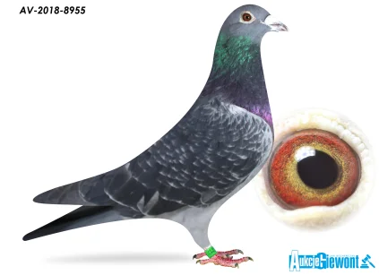 ACADEMY LOFT AU-2018-8955