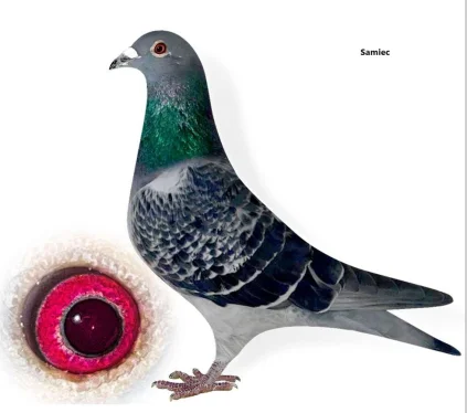 Rogala  X Zych  PL-0235-25-8177