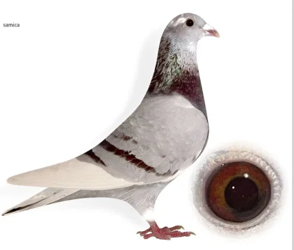 KAROL URBAŃCZYK PL-046-22-1505