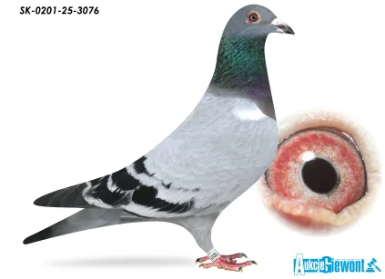 Syn Olimpijczyka SK-0201-25-3076