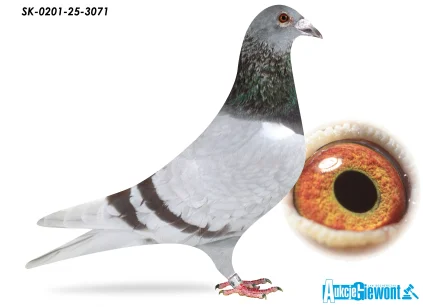 Syn Olimpik Rival oraz brat Olimpijczyka SK-0201-25-3071