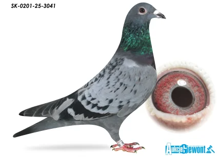 SCHELLENS X CHYTIL SK-0201-25-3041