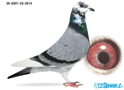 Dirk van den Bulck SK-0201-25-3015