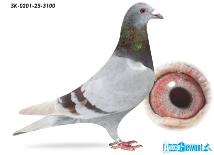 LINIA OLIMPIJKI 4055 SK-0201-25-3100