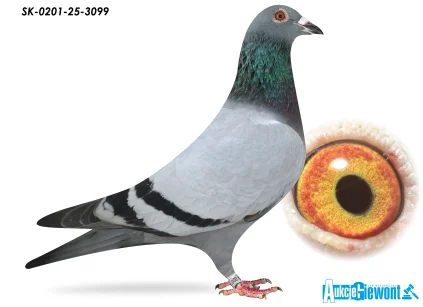 Dirk van den Bulck X Heremans SK-0201-25-3099