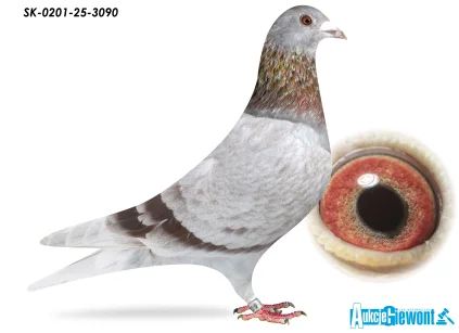 KING x LADY SK-0201-25-3090