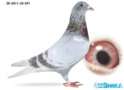 SYN 4055 OLIMPIJCZYKA SK-0511-25-591