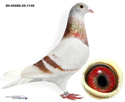 Oryg. Matthias Klement DV-05080-25-1149