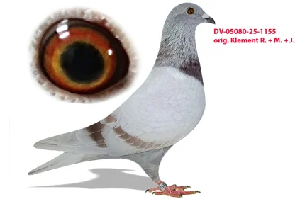 Oryg. Matthias Klement DV-05080-25-1155